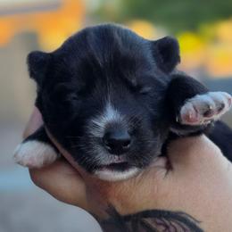 Yuuki - Agouti and white female Siberian Husky puppy in Buckeye, Arizona from Anime Huskies