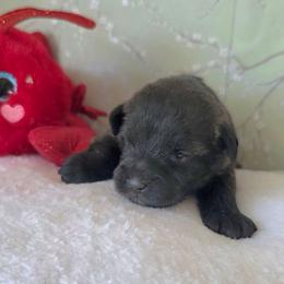 Monica ( Purple collar) - Black and white female Schnoodle puppy in Novinger, Missouri from Stormi Sky Schnoodles