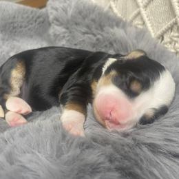 Bernedoodle Puppies from Myt fine doodles