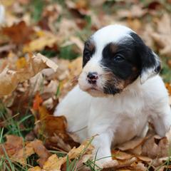 Border Collie, English Setter, and Miniature American Shepherd Puppies from First Harmony Farms