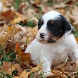 Border Collie, English Setter, and Miniature American Shepherd Puppies from First Harmony Farms