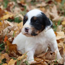 Border Collie, English Setter, and Miniature American Shepherd Puppies from First Harmony Farms