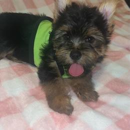 Traditional boy 1500 - Black and tan male Yorkshire Terrier puppy in Gastonia, North Carolina from Dynasty Kennel