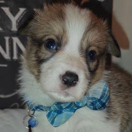 Timon - Sable male Pembroke Welsh Corgi puppy in Saint John, Washington from Fuzzbutt Farm's Corgis