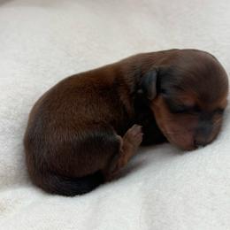 Teddy - Red male Dachshund puppy in Colorado Springs, Colorado from Clear Creek Dachshunds