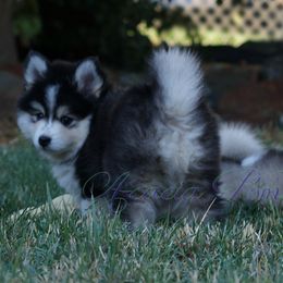 Pomsky Puppies from Acacia Pomskies