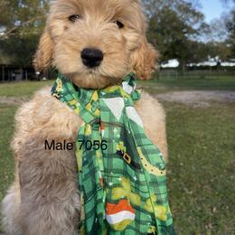 Goldendoodle Puppies from knuDawn Southern Goldendoodles and K9 Training