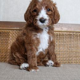 Rudolph - Red  male Goldendoodle puppy in Warsaw, Ohio from Lovabledoodles