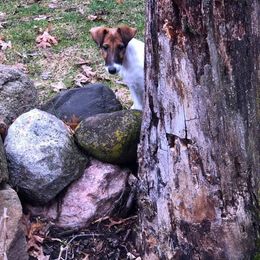 Smooth Fox Terrier Puppies from Misty Hollow