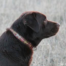 Labrador Retrievers from Goggins Lonestar Farms