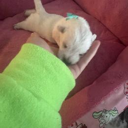 Green - White male West Highland White Terrier puppy in Bessemer City, North Carolina from JJs Puppies of the Carolinas