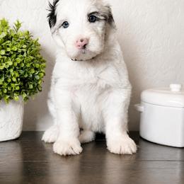 Pink collar - Merle female Sheepadoodle puppy in Mesa, Arizona from Desert Sheepies and Doodles