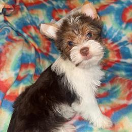 Kate - Parti female Yorkshire Terrier puppy in Dexter City, Ohio from Harriman's Yorkshire Terriers