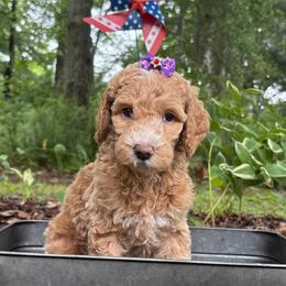 Fancy Nancy - Red  female Goldendoodle puppy in Camden, North Carolina from Oopsie Doodles of NC