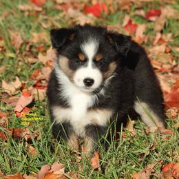 Riyo - Black tri female Miniature American Shepherd puppy in Hillsdale, Michigan from Faithwalk Aussies and Mini American Shepherds