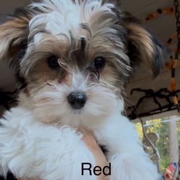 Red - Parti female Yorkshire Terrier puppy in South Lake Tahoe, California from Sierra Nevada Yorkies