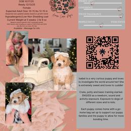 Bernedoodle, Goldendoodle, and Poodle Puppies from Anam Cara Pups