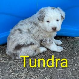 Tundra - Red merle female Australian Shepherd puppy in Parker, Colorado from Legacy Ranch Australian Shepherds