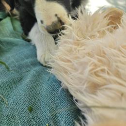 Border Collie and English Shepherd Puppies from Seldom seen herding dogs