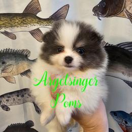 Kitana - Blue and tan female Pomeranian puppy in Indianola, Iowa from Argetsinger Poms