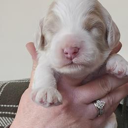 Green Male - Red and white male Cockapoo puppy in Mocksville, North Carolina from Hunting Creek Farm & Kennel