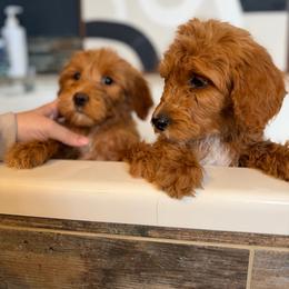 Girl 1 - Red  female Goldendoodle puppy in Bogue Chitto, Mississippi from Valentine Kennels