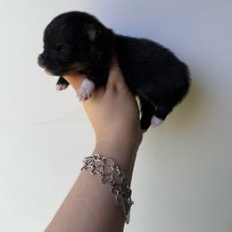 Sylvester - Black and tan male Pomeranian puppy in Eagle Pass, Texas from Texas Tumbleweed Poms