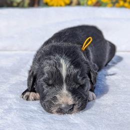 Yellow collar - Black tri-color male Australian Shepherd puppy in Coulee City, Washington from Mr and Mrs Doodle Farm