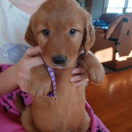 Purple - Dark golden female Golden Retriever puppy in Lanesboro, Minnesota from Eagle Ridge Golden Retrievers
