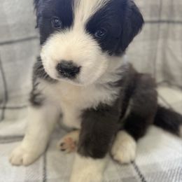 Boy A - Black and gray male Caucasian Shepherd Dog puppy in Salisbury, Delaware from Blue Line Kennels