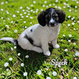 Speck - Sable female Aussiedoodle puppy in Lebanon, Oregon from Abbott Family Farm