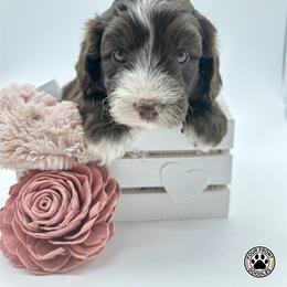 Bernedoodle and Sheepadoodle Puppies from Four Front Doodles LLC.
