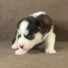 Daiki - Black and white male Siberian Husky puppy in Miami, Florida from House of Ace & Iza