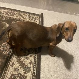 Harleyquinn - Dachshund