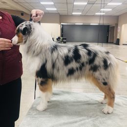 Stella - Miniature American Shepherd