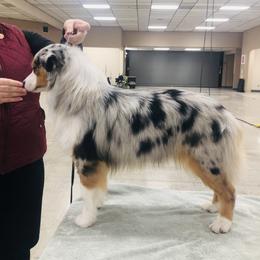 Stella - Miniature American Shepherd