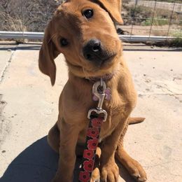 Dalmatian and Labrador Retriever Puppies from ECMO Farm Dalmatians & ECMO Farm Fox Red Labs