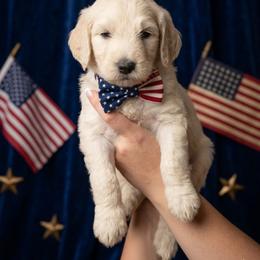 Cutie - Cream male Goldendoodle puppy in Clifton, Arizona from Denim & Doodles