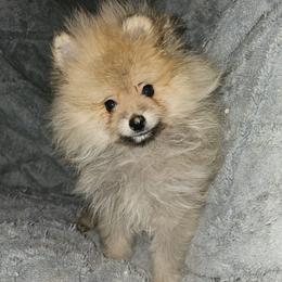 Otter - Cream sable male Pomeranian puppy in Queens, New York from Pawfect Soul Puppies