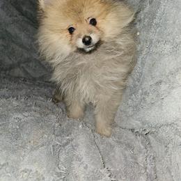 Otter - Cream sable male Pomeranian puppy in Queens, New York from Pawfect Soul Puppies