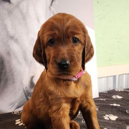 Pink collar - Mahogany female Irish Setter puppy in Baileyville, Maine from Down East Setters and Labs