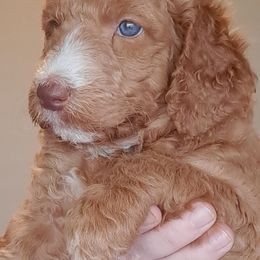 Goldendoodle Puppies from Dahlia Doodles