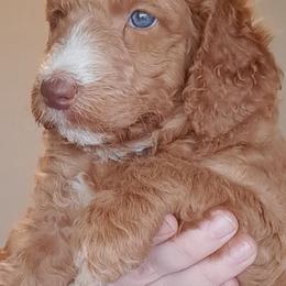 Goldendoodle Puppies from Dahlia Doodles