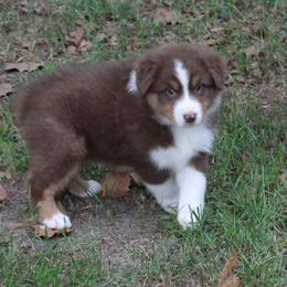 Hoover - Red tri-color male Australian Shepherd puppy in Kansas, Oklahoma from Windy G Farm