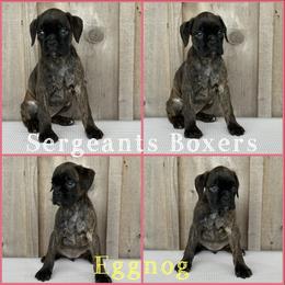 Eggnog - Brindle female Boxer puppy in Madisonville, Texas from Sergeant's Boxers