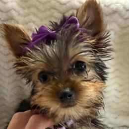 Miss Lavie - Black and tan female Yorkshire Terrier puppy in Lexington, North Carolina from Silver Valley Yorkies