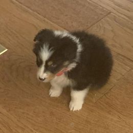 Australian Shepherds, Keeshonden, and Miniature Australian Shepherds from 3 Peaks Farm