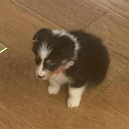 Australian Shepherds, Keeshonden, and Miniature Australian Shepherds from 3 Peaks Farm