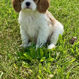 Cavalier King Charles Spaniel Puppies from Sunset Valley Cavaliers