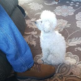 Maltipoos and Poodles from Long View Family Maltipoos